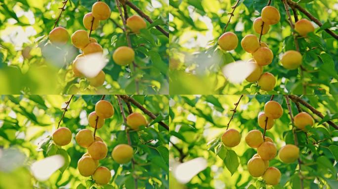 新疆杏子小红杏
