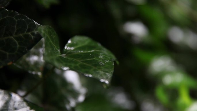 空镜雨天树叶水珠滑落C005