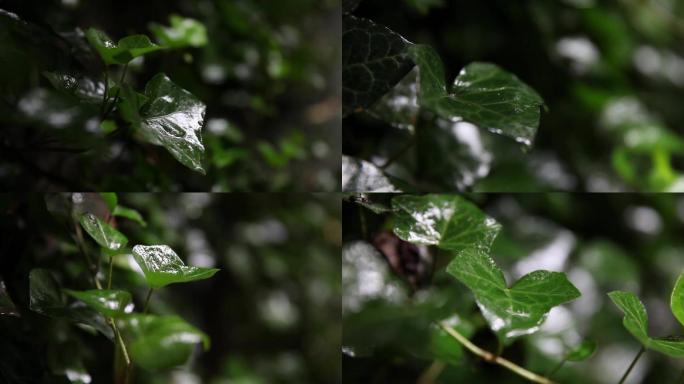 空镜雨天树叶水珠滑落C005