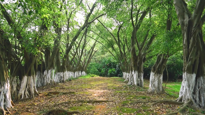 森林小路