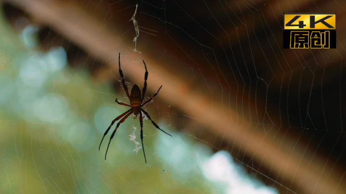 蜘蛛、蜘蛛网、吐丝、织网、屋檐、动物