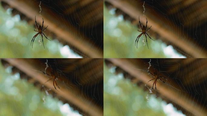蜘蛛、蜘蛛网、吐丝、织网、屋檐、动物