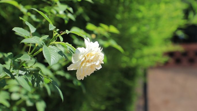 白花 生命 成长 盛开 茂盛野花 绿植