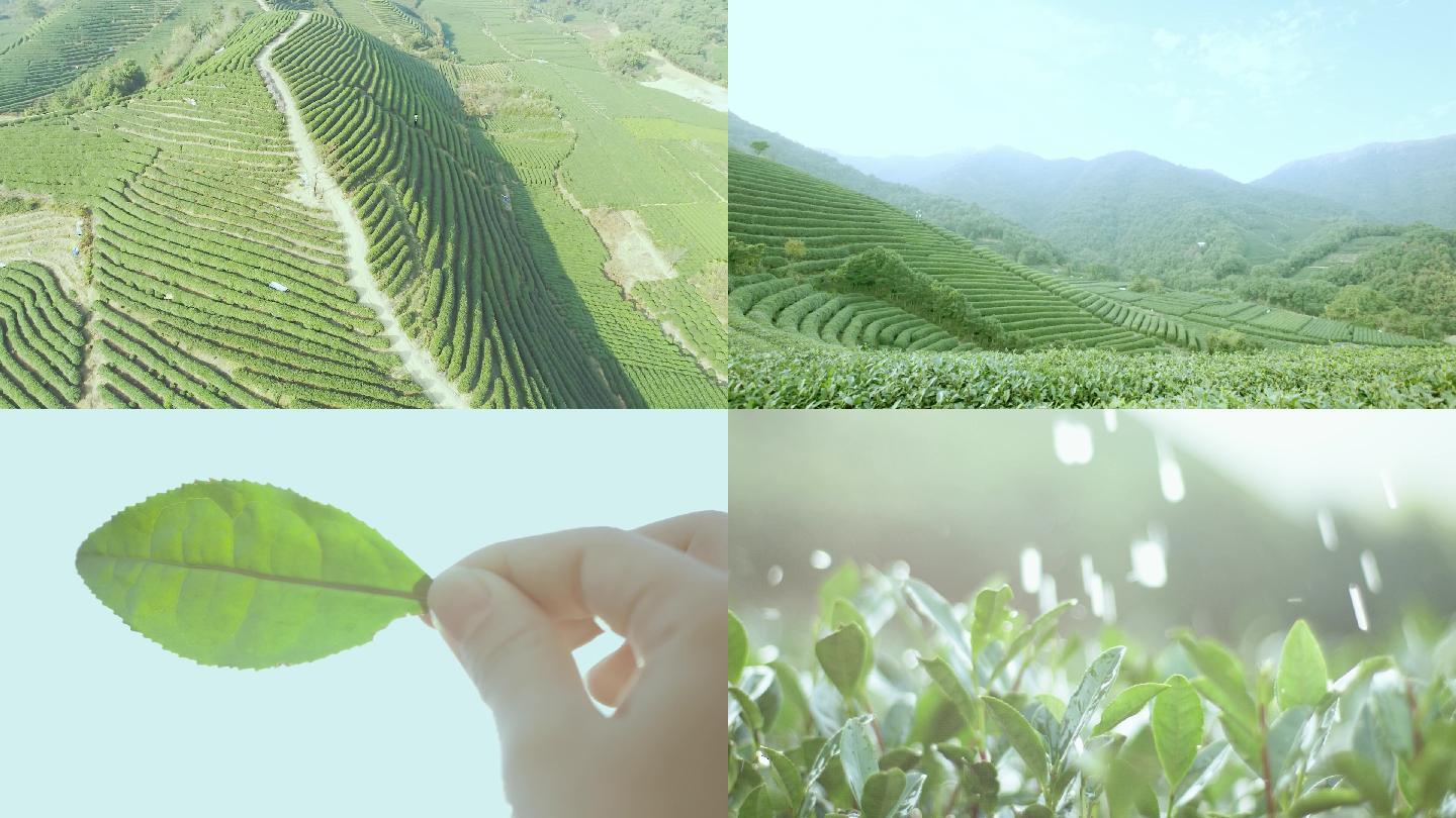 茶山茶叶升格
