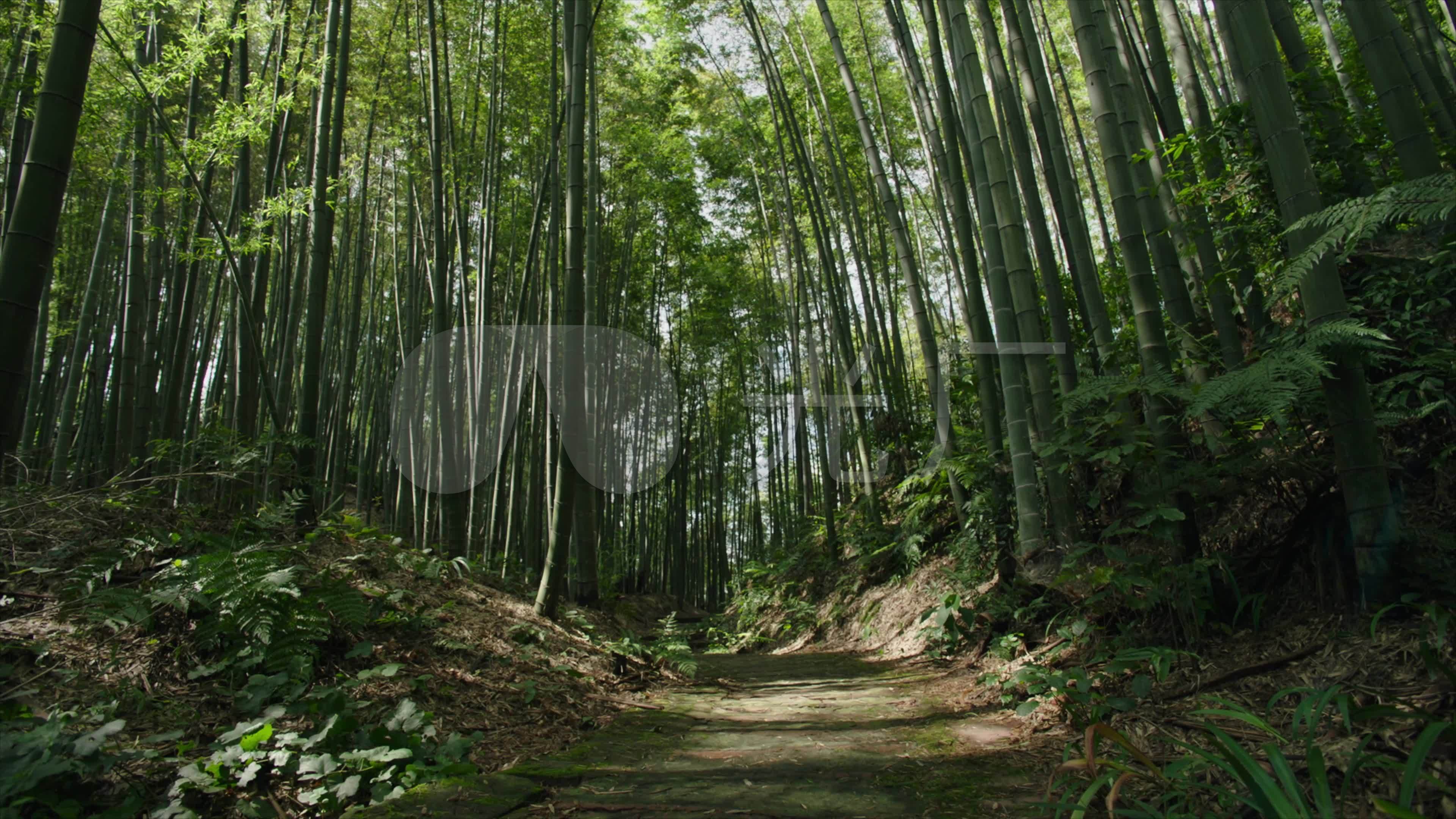 竹林,竹海,竹子,竹叶,绿色,大自然