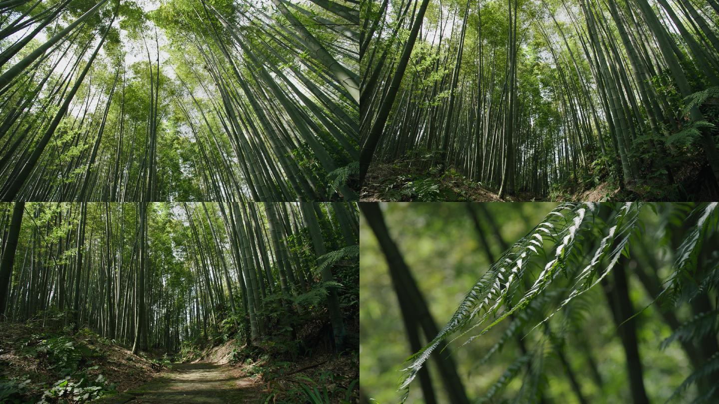 竹林、竹海、竹子、竹叶、绿色、大自然
