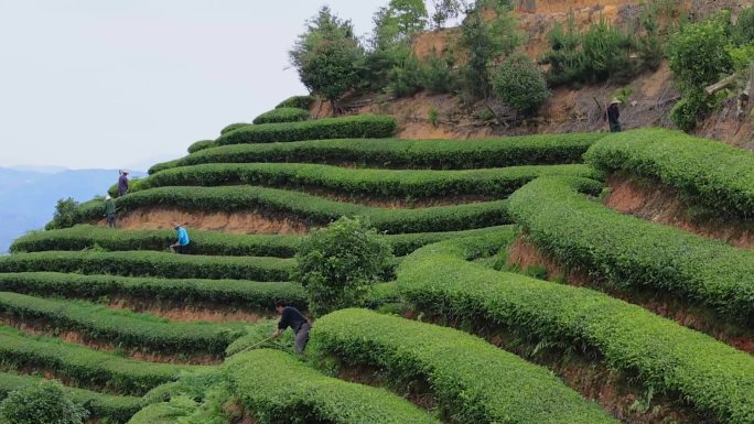 古田高山茶场航拍特写茶农劳作