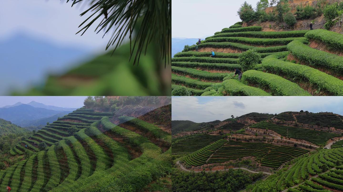 古田高山茶场航拍特写茶农劳作