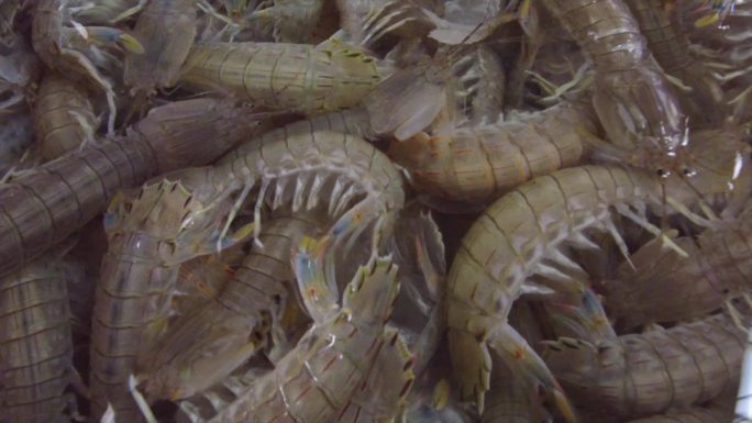 海鲜市场皮皮虾虾爬子海鲜批发