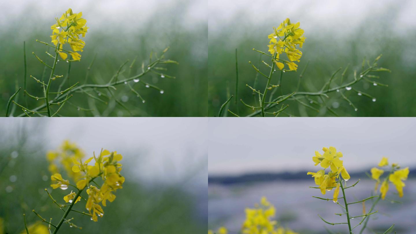 4K春雨中的油菜花