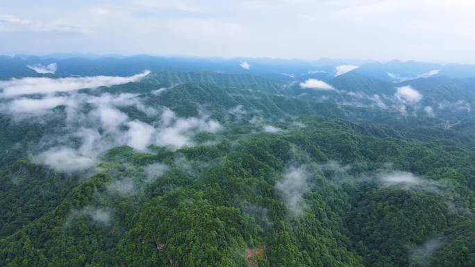 风景重庆四面山森林大自然云雾缭绕