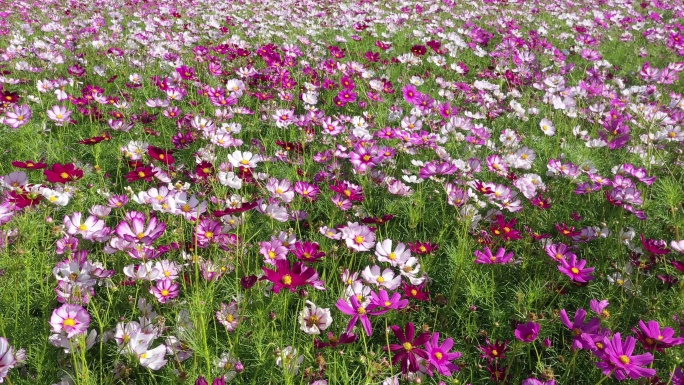 格桑花海