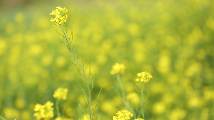 油菜花