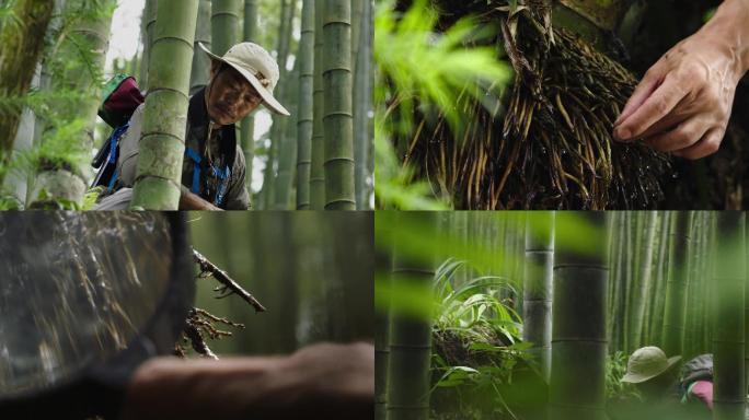 竹子、竹林、探险者、学者、研究、植物