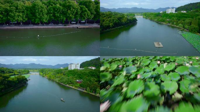 杭州西湖北山路荷花