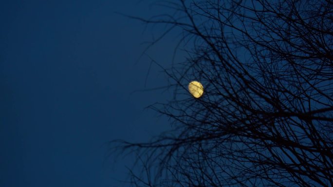 4K中秋月亮唯美夜晚夜幕枝后的月亮