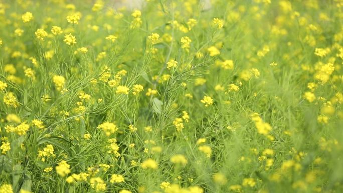 油菜花