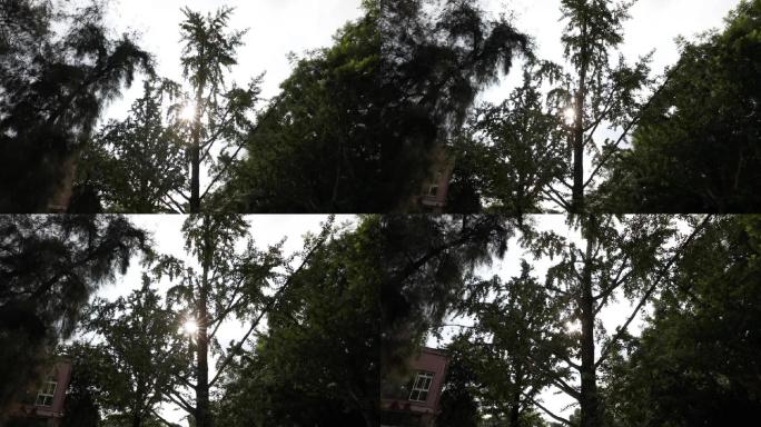 树木逆光升格720p
