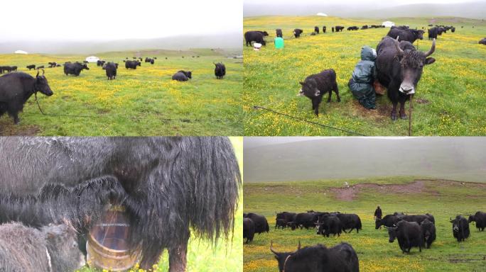 甘孜州扎溪卡草原挤牦牛奶
