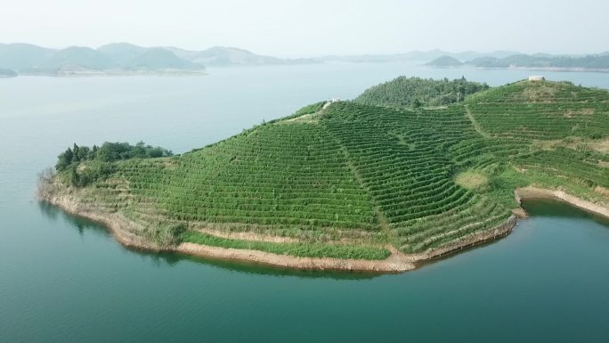 水库库区茶叶茶园采茶田园航拍