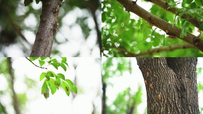 【原创】炎热夏天夏蝉蝉鸣