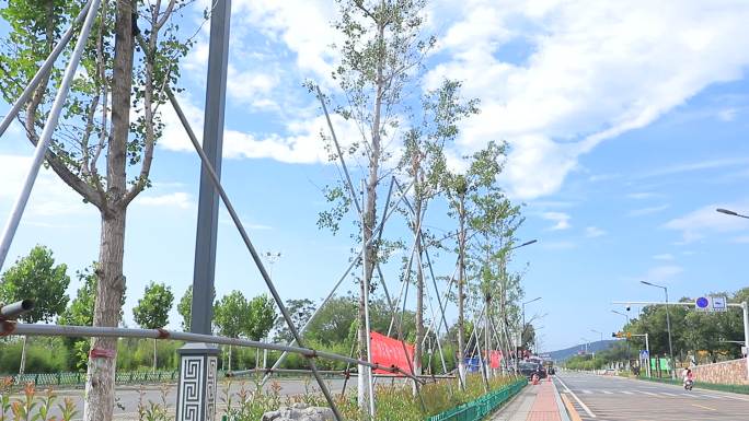 蓝天白云下公路边的白杨树风景植物生长生命
