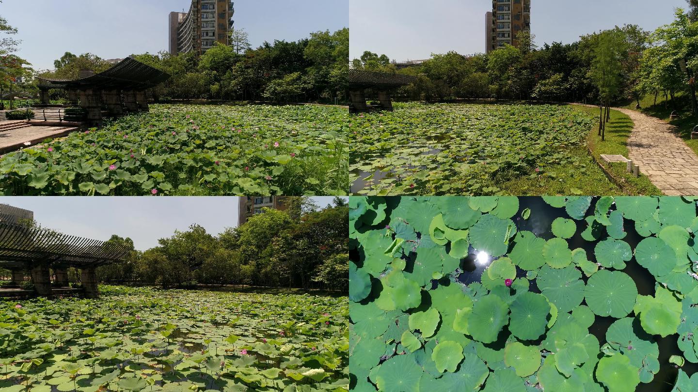 航拍荷花 荷花池 荷花田 池塘 美景