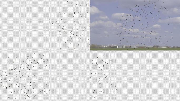 4K鸟群放大能看清每只透明通道alpha