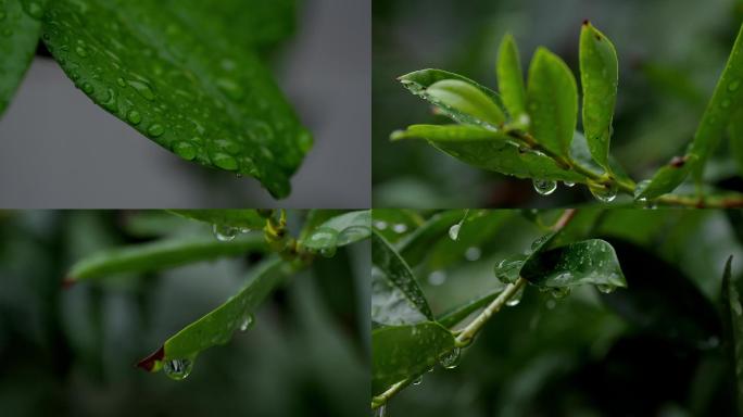 雨滴叶空镜雨珠