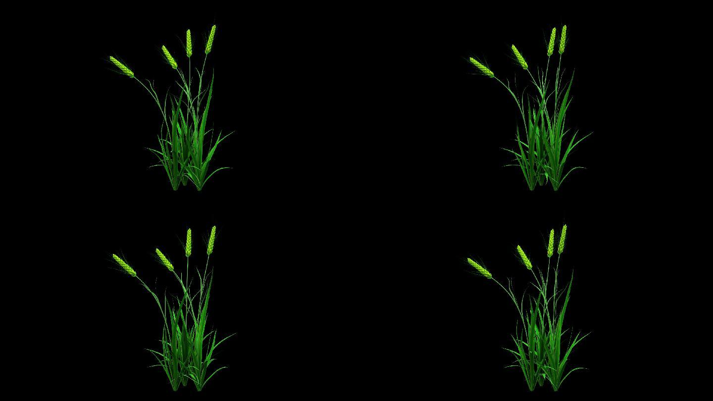 绿麦子生长-带透明通道