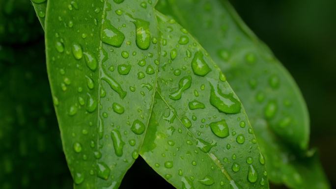 阴天雨滴叶雨珠视频