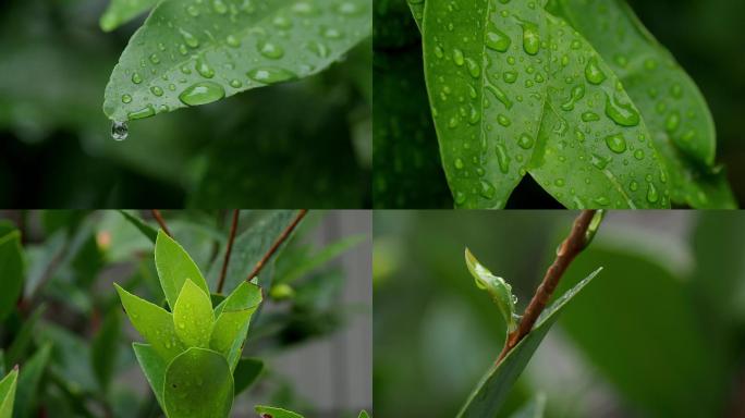 阴天雨滴叶雨珠视频