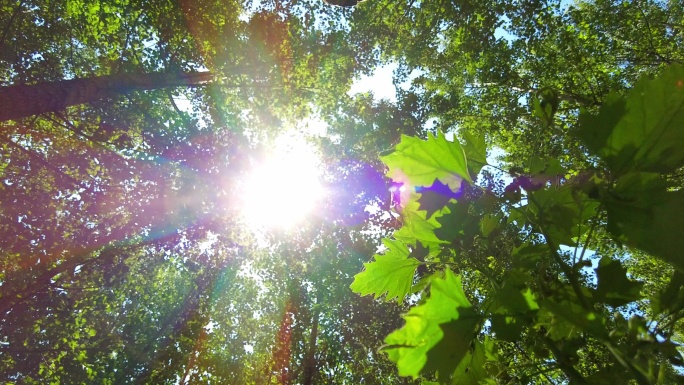 阳光透过杨树林