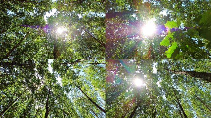 阳光透过杨树林