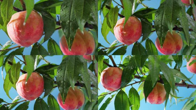 桃子水蜜桃成熟广告升格