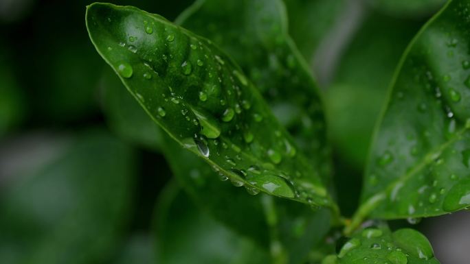 雨滴叶