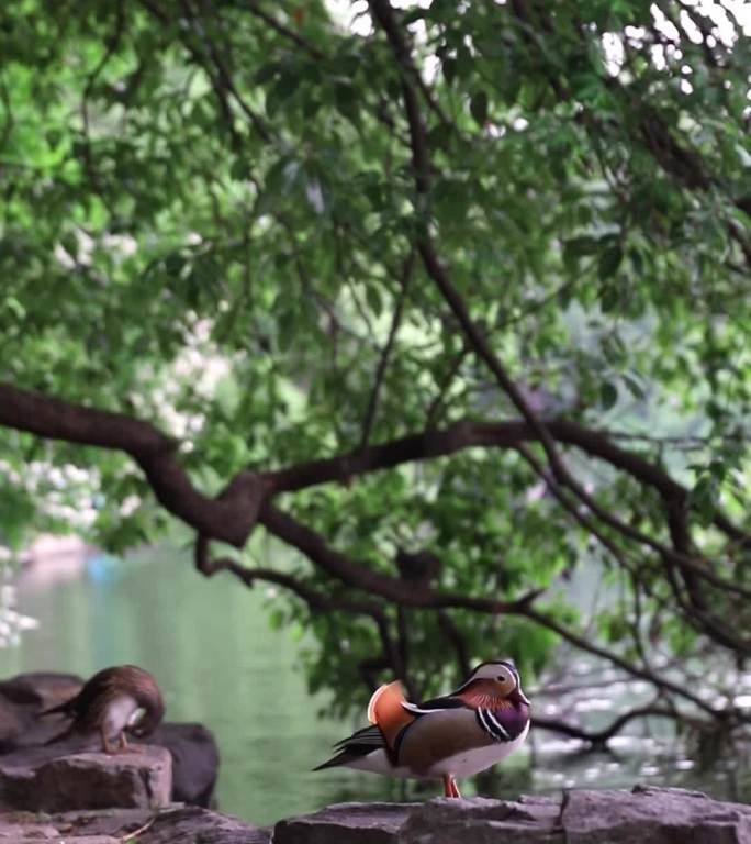 浙江杭州西湖边的鸳鸯和松鼠
