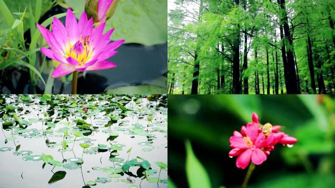 雨后森林绿叶鲜花