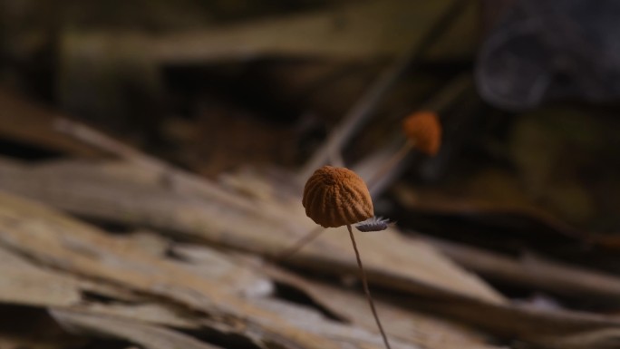 爬过蘑菇的小昆虫微距拍摄