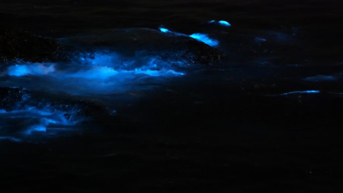 实拍荧光海升格慢镜头蓝眼泪夜光藻赤潮