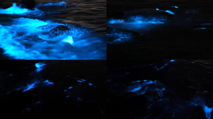 实拍荧光海升格慢镜头蓝眼泪夜光藻赤潮