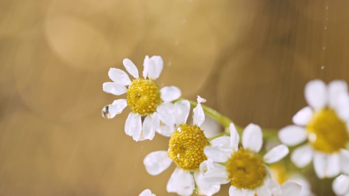 雨中的洋甘菊金色背景