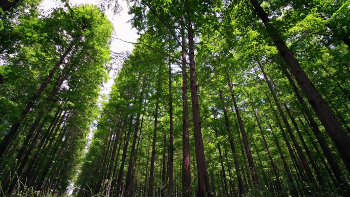 4K仰视水杉林俯瞰参天大树