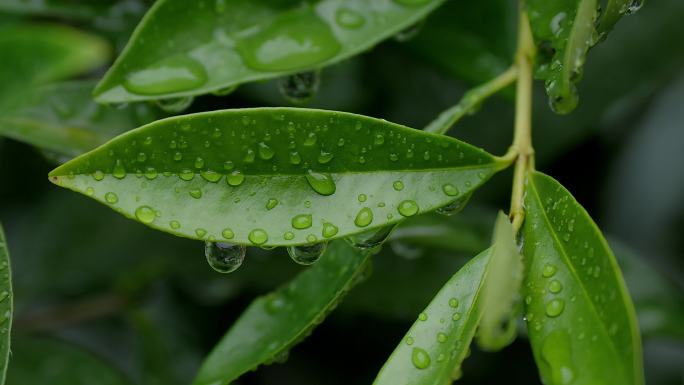 雨滴叶雨珠视频