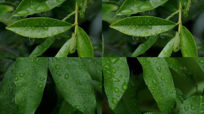 雨滴叶雨珠视频