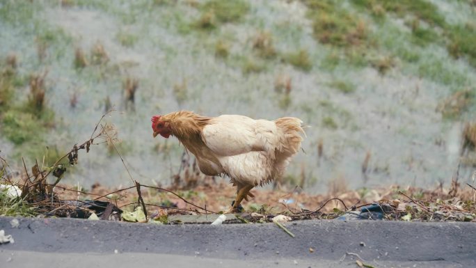 雨中觅食的母鸡