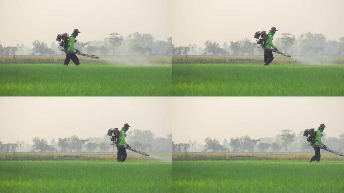 农夫早上在水稻农场喷洒杀虫剂