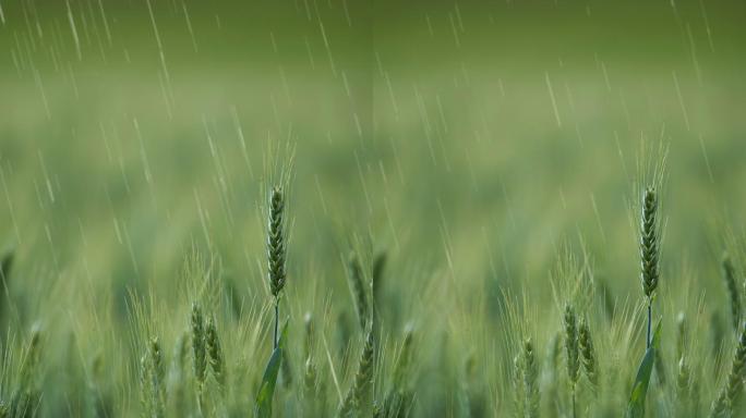 雨中麦穗