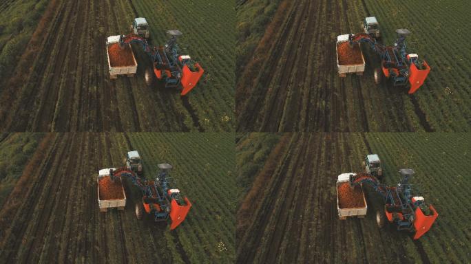 机器在农场收获胡萝卜
