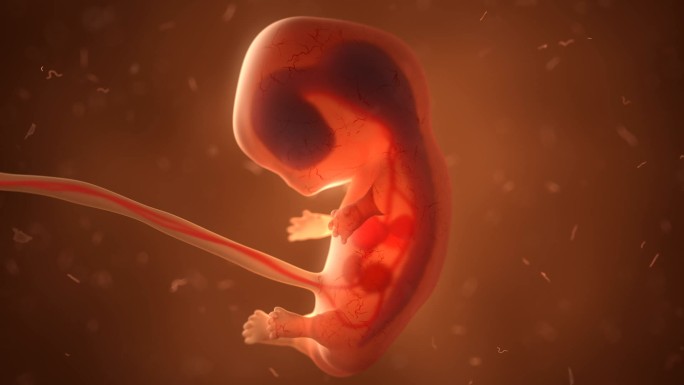 人体胚胎